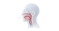 3D medical illustration of the jaw, throat, and upper airway showing airflow through the nasal passage and airway.