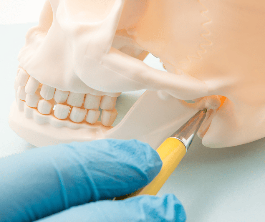 gloved hand using pen to point out TMJ on model skull